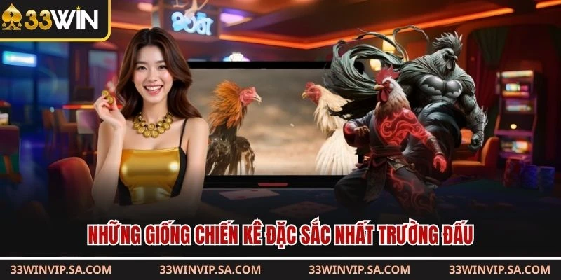 Những giống chiến kê đặc sắc nhất trường đấu